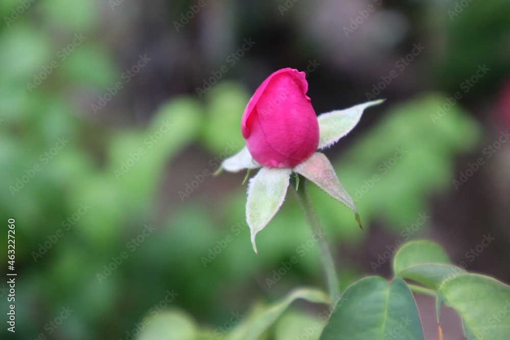 pink rose bud pink rose bud