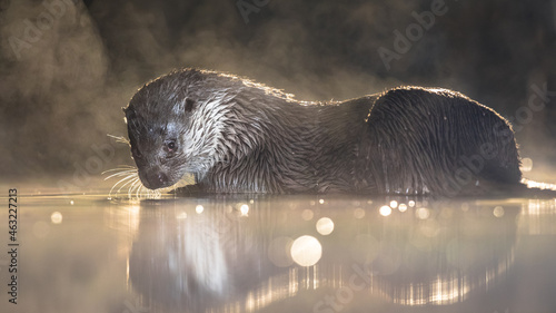 European Otter in shallow water at night photo