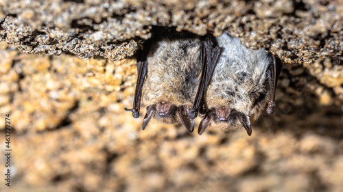 Canvas Print Hibernating long-eared bats in a cold cellar