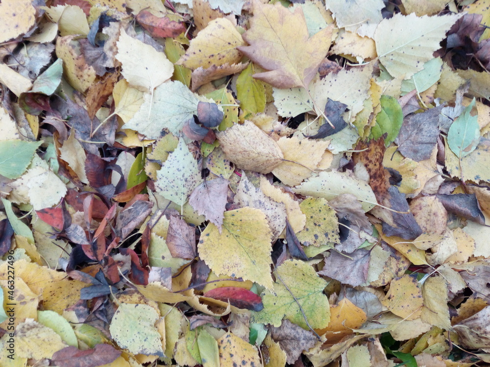 Obraz premium Autumn leaves on the ground. Background