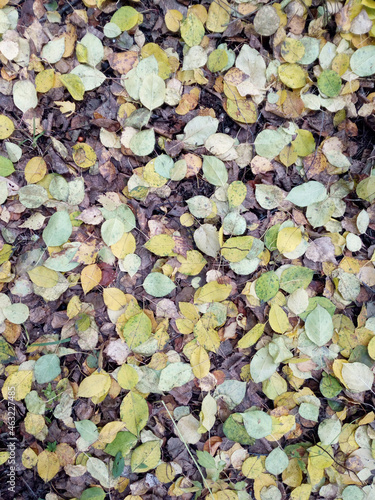 Autumn leaves on the ground. Background