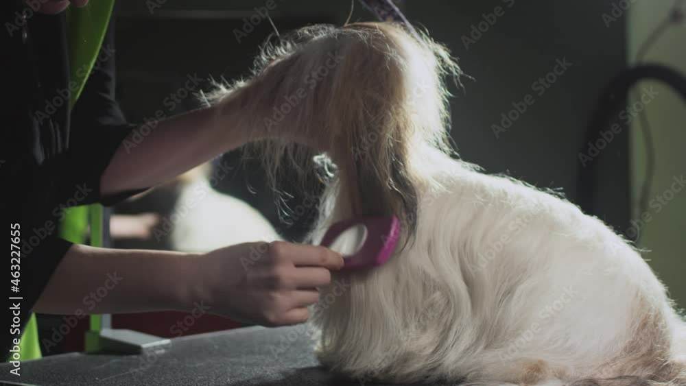 Grooming, beauty salon for animals. The Master Groomist is combing the Shih Tzu Dog. Professional comb for pets. Combs fur and wool. Caring for the little puppy on the table. Dries fur after bath. Grooming, beauty salon for animals. The Master Groomist is combing the Shih Tzu Dog. Professional comb for pets. Combs fur and wool. Caring for the little puppy on the table. Dries fur after bath.