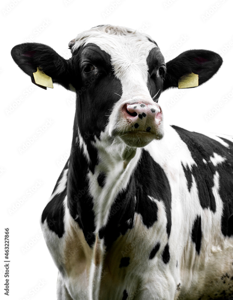 cow on a white background isolated