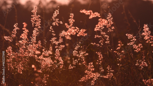 pink atmostphere in the grassland field,twilight time concept. photo