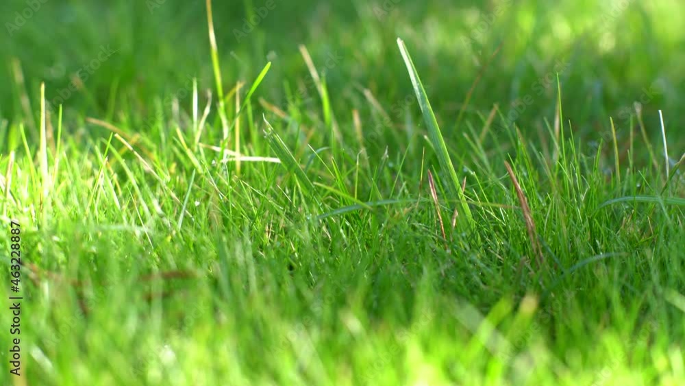 Green grass close-up, dolly right Green grass close-up, dolly right