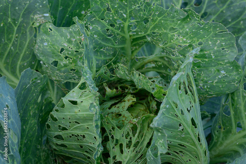 green cabbage damage by insect