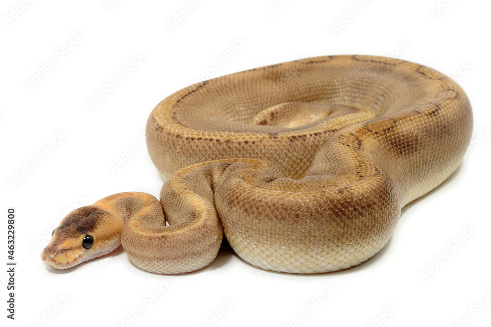 Obraz premium Ball python (Python regius) on a white background