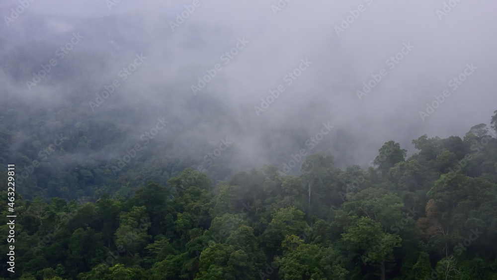 tropical forest landscape in the mist,climate change and carbon sink concept for conservation and ecology. tropical forest landscape in the mist,climate change and carbon sink concept for conservation and ecology.