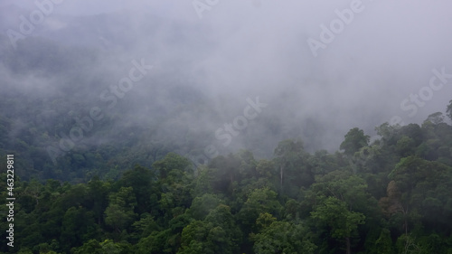 tropical forest landscape in the mist climate change and carbon sink concept for conservation and ecology.