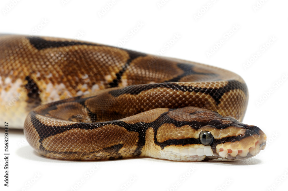 Obraz premium Ball python (Python regius) on a white background