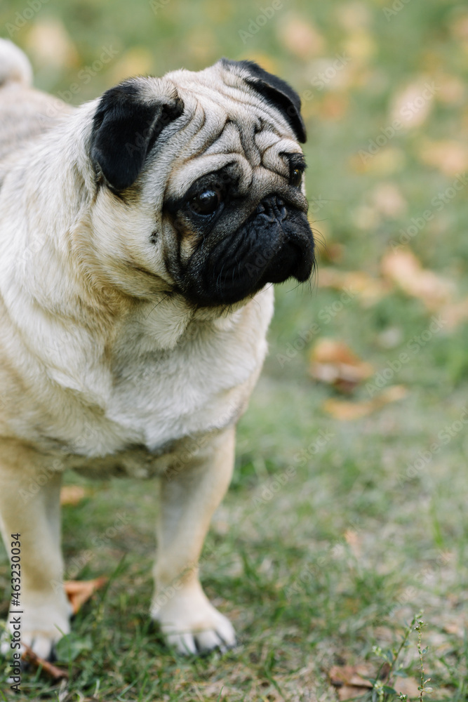 pug dog portrait pug dog portrait