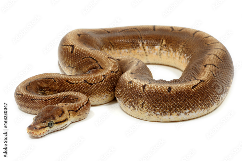 Obraz premium Ball python (Python regius) on a white background