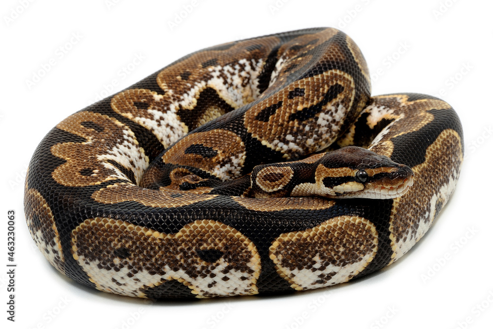 Ball python (Python regius) on a white background Ball python (Python regius) on a white background
