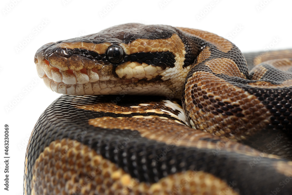 Ball python (Python regius) on a white background Ball python (Python regius) on a white background