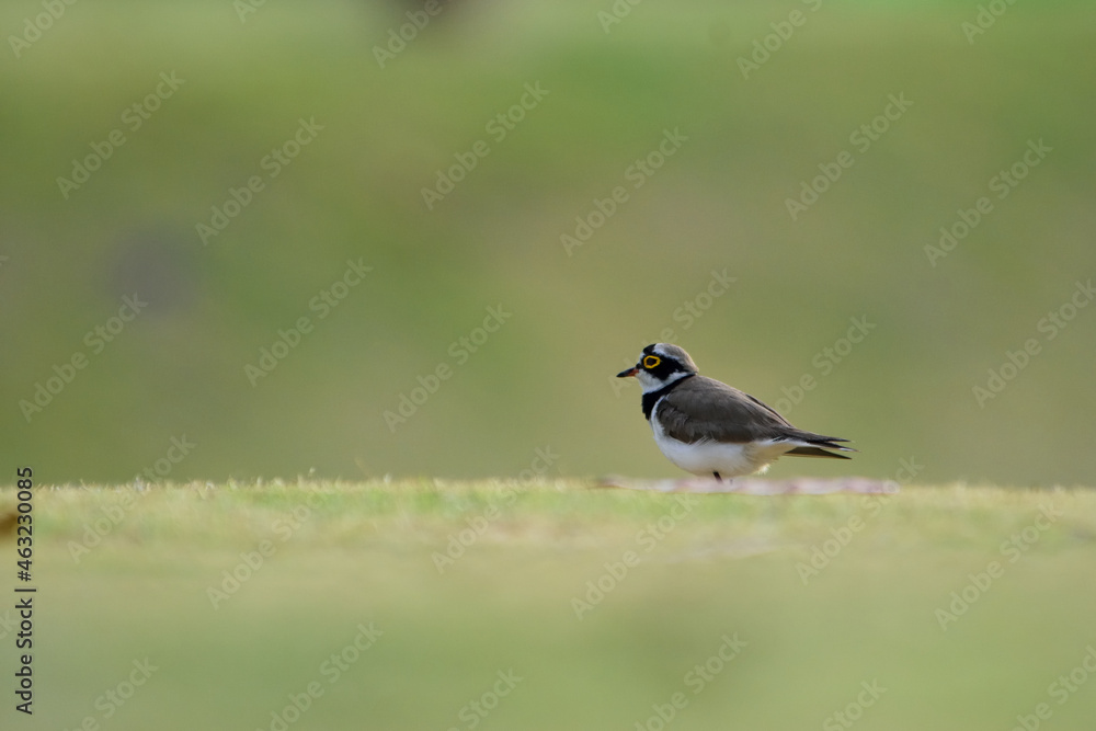 cute Plover bird in the grassland field cute Plover bird in the grassland field