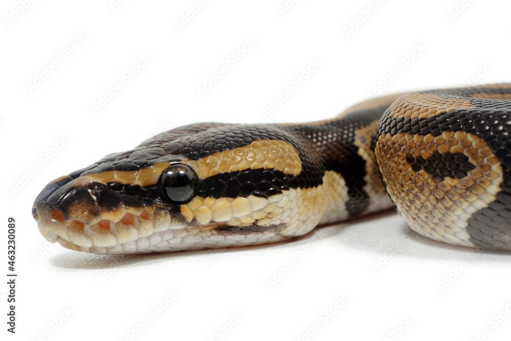 Ball python (Python regius) on a white background Ball python (Python regius) on a white background