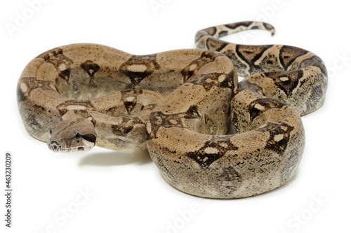 Boa constrictor imperator on a white background photo
