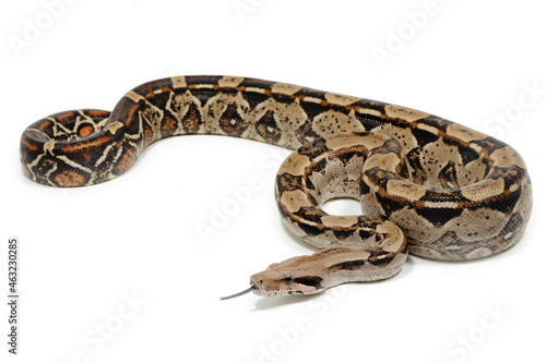 Boa constrictor imperator on a white background photo