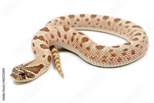 Western hognose snake (Heterodon nasicus) on a white background