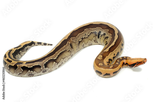 Borneo short-tailed python (Python breitensteini) on a white background
