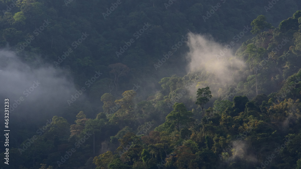 tropical forest landscape in the mist