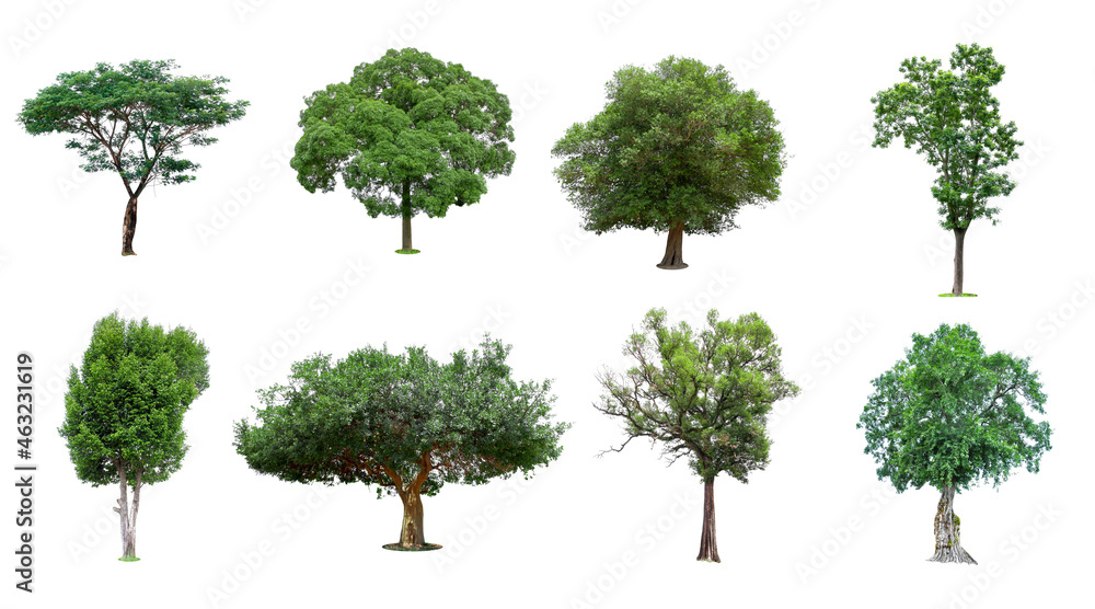 Fototapeta premium Collection of trees Isolated on white background, Exotic tropical tree for design.