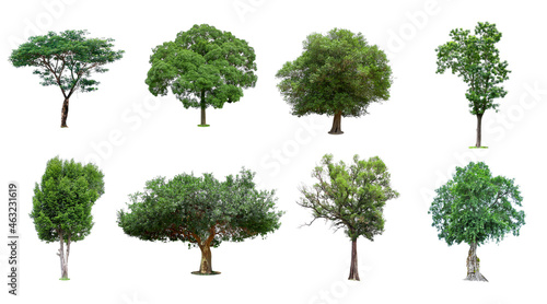 Collection of   trees  Isolated  on white background    Exotic tropical tree for design.