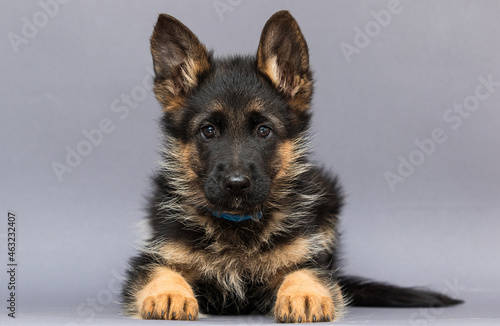 cute german shepherd puppy lies on gray background