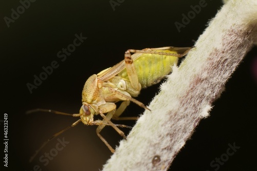 a close-up of lygus bug photo