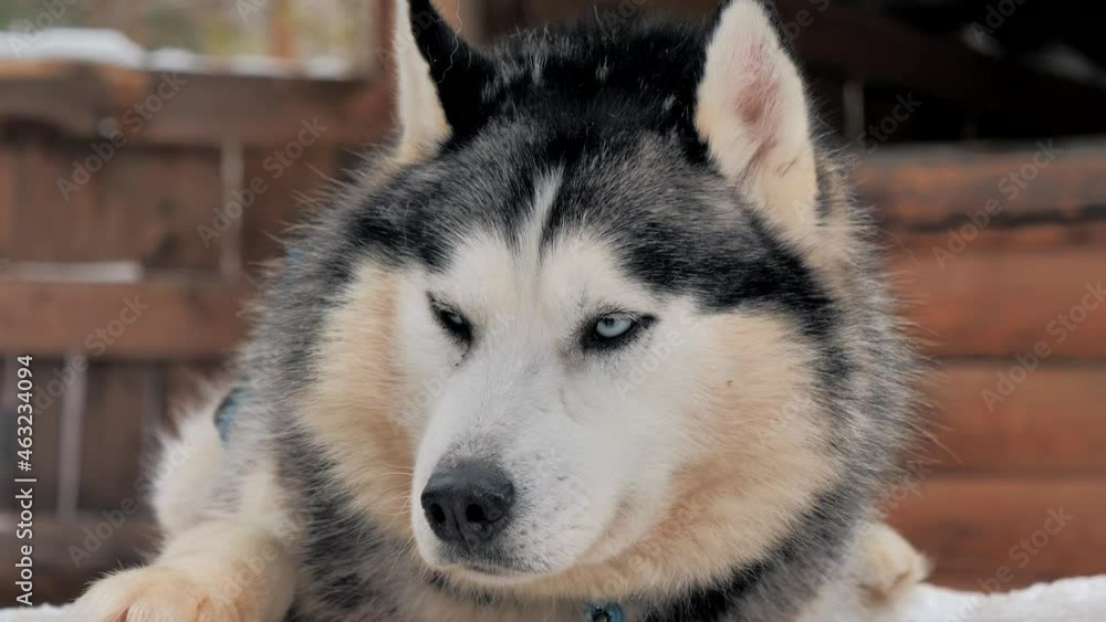 A sleepy husky in the kennel enjoying snowy weather. Close-up portrait A sleepy husky in the kennel enjoying snowy weather. Close-up portrait