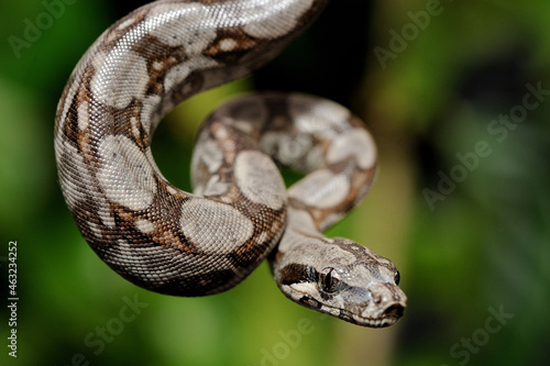 Baby peruvian long-tailed boa (Boa constrictor longicauda)