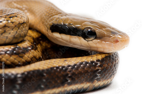 Baby chinese beauty snake (Elaphe taeniura taeniura) on a white background