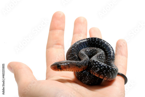 Baby eastern indigo snake (Drymarchon couperi) on a white background on hand photo