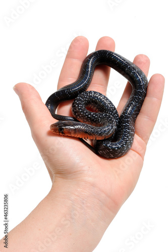 Baby eastern indigo snake (Drymarchon couperi) on a white background on hand photo