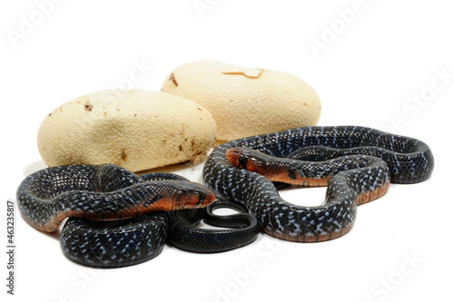 Baby eastern indigo snake (Drymarchon couperi) on a white background with eggs photo
