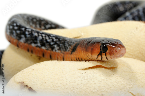 Baby eastern indigo snake (Drymarchon couperi) on a white background with eggs photo