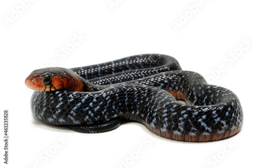 Baby eastern indigo snake (Drymarchon couperi) on a white background photo