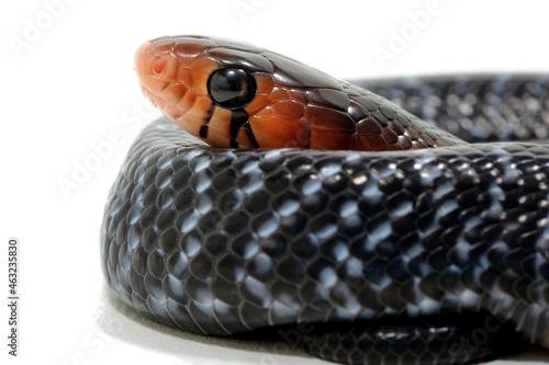 Baby eastern indigo snake (Drymarchon couperi) on a white background photo