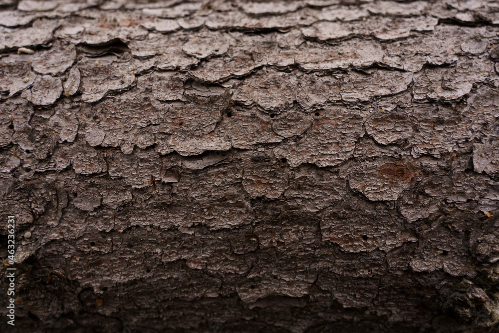 Bark texture forest tree nature texture Bark texture forest tree nature texture