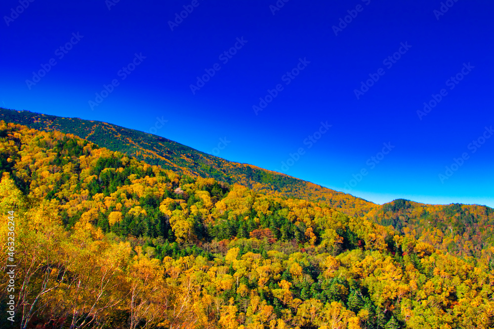 Autumn leaves of Yatsugatake and Asama Mountains in the sea area