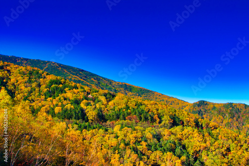 Autumn leaves of Yatsugatake and Asama Mountains in the sea area