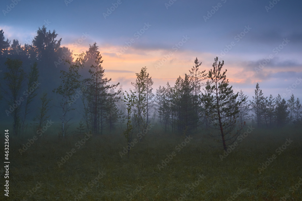 Foggy summer white night on swamp among European nature filled with colored light. Foggy summer white night on swamp among European nature filled with colored light.