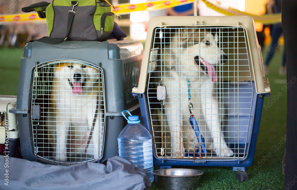 Dog cage online for plane travel