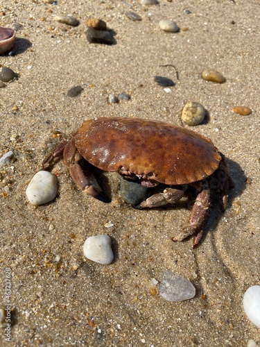 crabe sur le sable