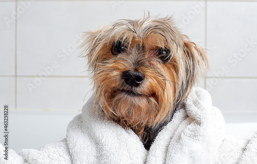 A dog in the bathroom in a towel. Yorkshire Terrier is in the bathroom at home. photo