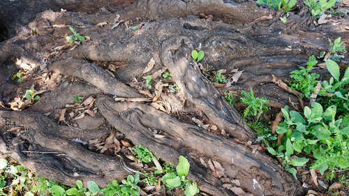 Huge tree roots spread on the ground © jayant khedekar