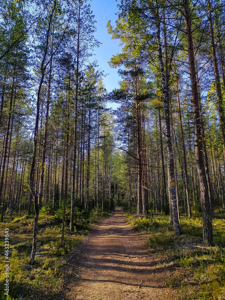 Beautiful forest road in Saint-Petersburg suburbs. Beautiful forest road in Saint-Petersburg suburbs.