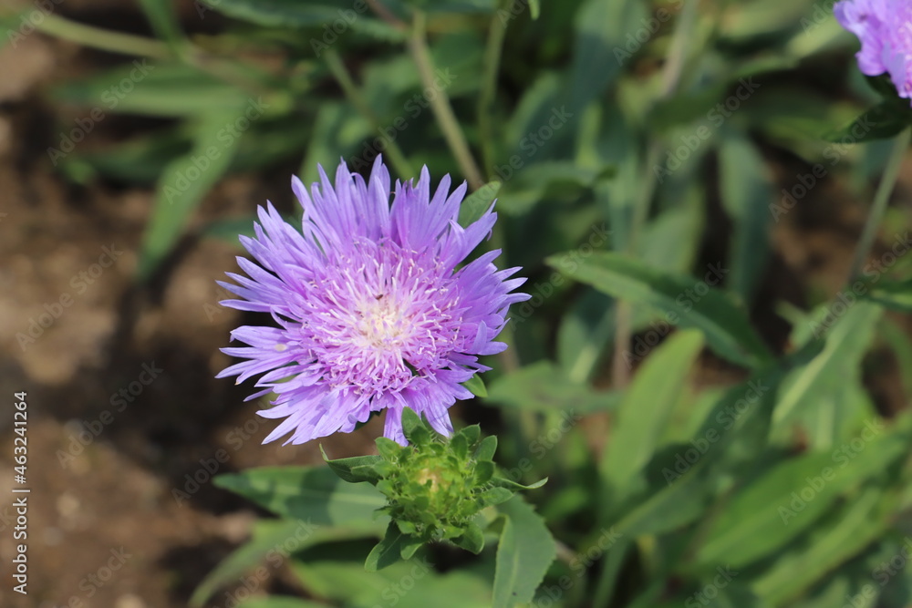 秋の庭に咲くストケシアの紫色の花