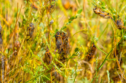 Insects cicadas devour agricultural plants, invasion of insect pests, insecticides