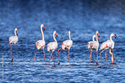 Flamingo -Phoenicopterus roseus- Tunisia 